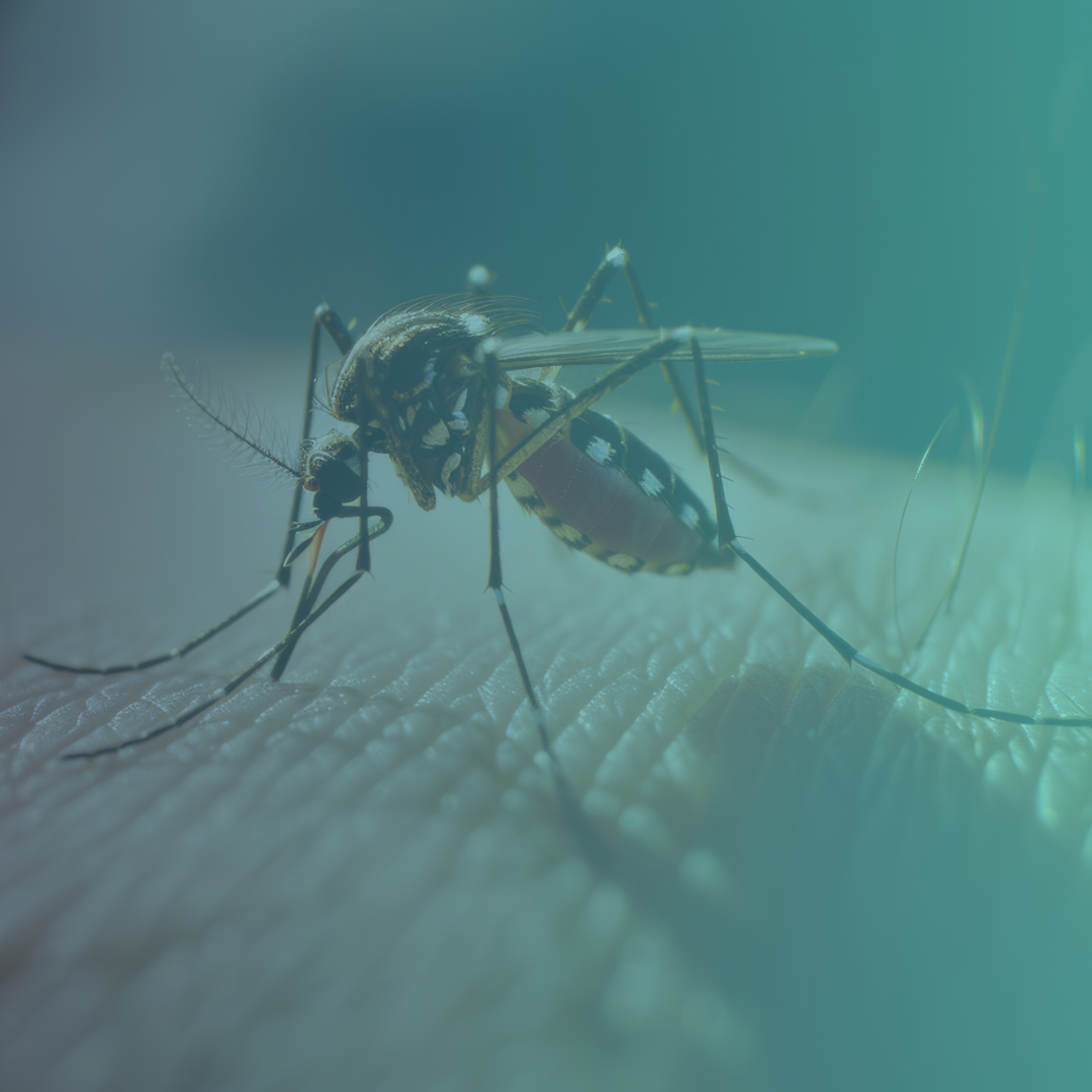 Manejo clínico das arboviroses urbanas